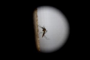 inter-zika-zancudo-efe.520.360