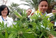 Otro estado se suma a tendencia de legalizar la marihuana recreativa en EEUU