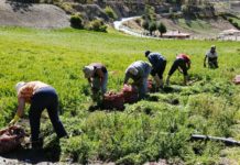 Fedenaga y Fedeagro pedirán apoyo internacional para recuperar producción