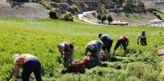 Fedenaga y Fedeagro pedirán apoyo internacional para recuperar producción