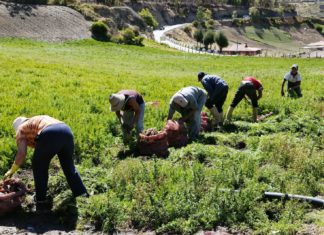 Fedenaga y Fedeagro pedirán apoyo internacional para recuperar producción