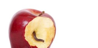 Apple pagará al gobierno irlandés 13.000 millones de euros por multa fiscal