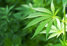 OMS emite recomendación para no catalogar el cannabidiol como una droga