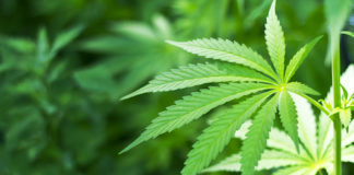 OMS emite recomendación para no catalogar el cannabidiol como una droga