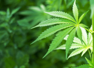 OMS emite recomendación para no catalogar el cannabidiol como una droga