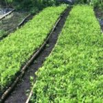 Contradictorios mensajes de Colombia sobre objetivos de erradicación de coca en 2018