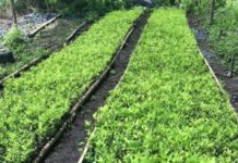 Contradictorios mensajes de Colombia sobre objetivos de erradicación de coca en 2018