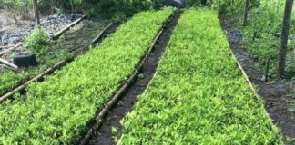 Contradictorios mensajes de Colombia sobre objetivos de erradicación de coca en 2018