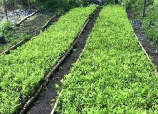 Contradictorios mensajes de Colombia sobre objetivos de erradicación de coca en 2018