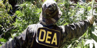 Morales asegura que sin la DEA la coca ilegal se redujo a la mitad en Bolivia