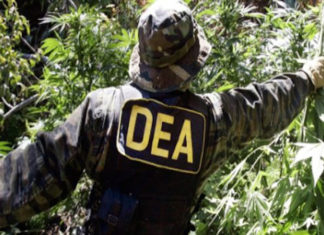 Morales asegura que sin la DEA la coca ilegal se redujo a la mitad en Bolivia