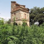 Francia generalizará multas de 150-200 euros por consumir cannabis