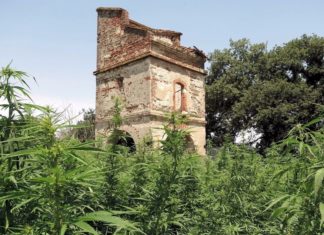 Francia generalizará multas de 150-200 euros por consumir cannabis