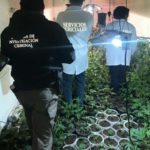 En Sonora desmantelan dos invernaderos de marihuana en tráilers