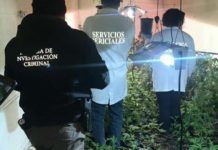 En Sonora desmantelan dos invernaderos de marihuana en tráilers