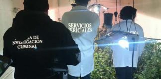 En Sonora desmantelan dos invernaderos de marihuana en tráilers