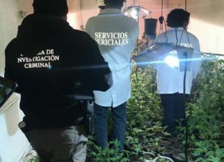 En Sonora desmantelan dos invernaderos de marihuana en tráilers