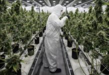 Consumidores de marihuana en farmacias superan los 25.000 en Uruguay