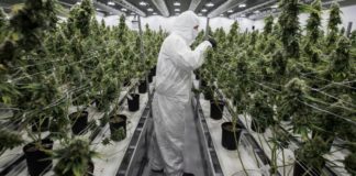 Bancos se pasean por regulaciones confusas para gestionar riesgos de la industria del cannabis