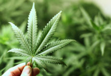 La marihuana se acerca a ser legal en Estados Unidos