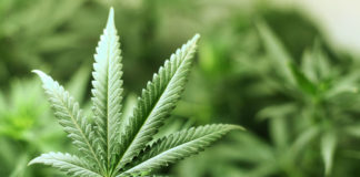 La marihuana se acerca a ser legal en Estados Unidos