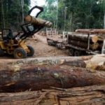 ONU alerta de que el tráfico ilegal de madera está creciendo en Latinoamérica