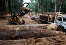 ONU alerta de que el tráfico ilegal de madera está creciendo en Latinoamérica
