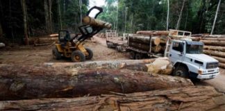 ONU alerta de que el tráfico ilegal de madera está creciendo en Latinoamérica