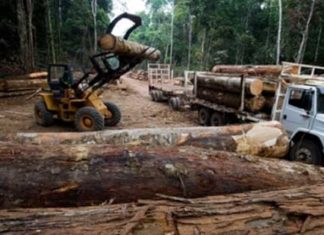 ONU alerta de que el tráfico ilegal de madera está creciendo en Latinoamérica