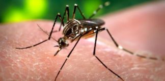 En Anzoátegui se confirmó más de 10 mil casos de paludismo