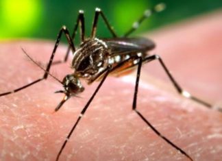 En Anzoátegui se confirmó más de 10 mil casos de paludismo