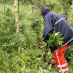 El sindicato de Policía holandés cree que el país presenta los rasgos de un ‘narcoestado’