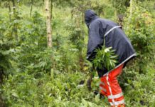 El sindicato de Policía holandés cree que el país presenta los rasgos de un ‘narcoestado’