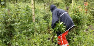 El sindicato de Policía holandés cree que el país presenta los rasgos de un ‘narcoestado’