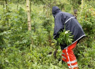 El sindicato de Policía holandés cree que el país presenta los rasgos de un ‘narcoestado’