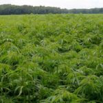 Guatemala destruyó 264 mil 240 matas de marihuana cerca de frontera mexicana