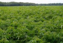 Guatemala destruyó 264 mil 240 matas de marihuana cerca de frontera mexicana