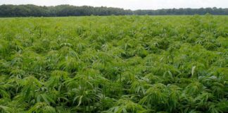 Guatemala destruyó 264 mil 240 matas de marihuana cerca de frontera mexicana