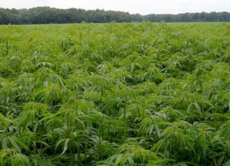 Guatemala destruyó 264 mil 240 matas de marihuana cerca de frontera mexicana