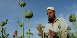 Afganistán podrá vender toneladas de opio a compañías y países autorizados
