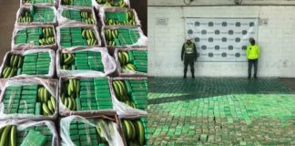 Empresa exportadora de bananos usada para sacar cocaína en tres ocasiones