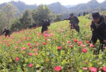 Policía erradica en Guatemala más de 22,28 millones de matas de amapola
