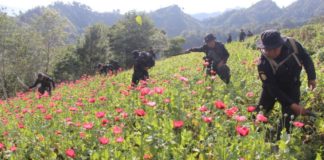 Policía erradica en Guatemala más de 22,28 millones de matas de amapola