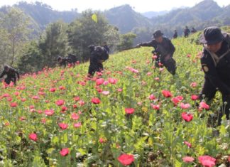 Policía erradica en Guatemala más de 22,28 millones de matas de amapola