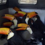 ONU pide más esfuerzos contra tráfico de especies silvestres en Latinoamérica