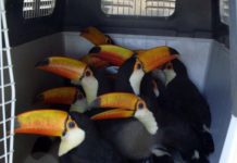 ONU pide más esfuerzos contra tráfico de especies silvestres en Latinoamérica