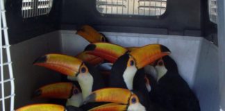 ONU pide más esfuerzos contra tráfico de especies silvestres en Latinoamérica