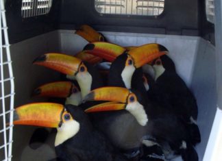 ONU pide más esfuerzos contra tráfico de especies silvestres en Latinoamérica