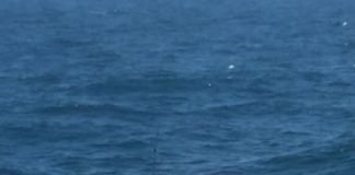 La Marina de Guerra de Perú encontró más de 350 kilos de marihuana en el mar