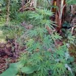 Localizan cultivos ilegales de hoja de coca en el este de Honduras